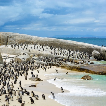 Pingviner på Boulders Beach, Sydafrika