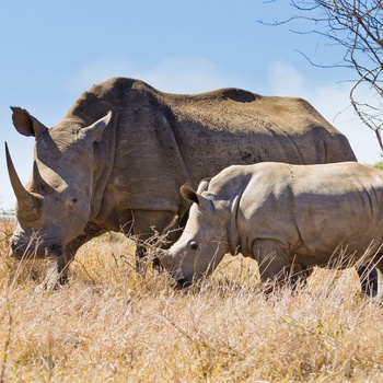 Næsehorn i Hluhluwe Imfolozi Park, KwaZulu Natal i Sydafrika