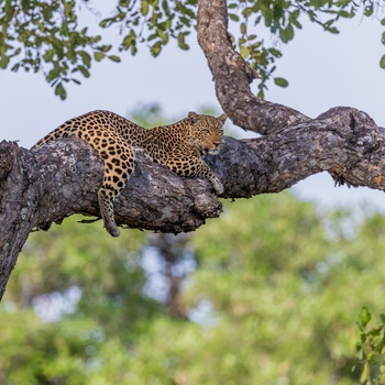 Leopard i Sydafrika