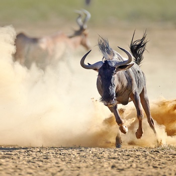 Gnu set på safari i Sydafrika