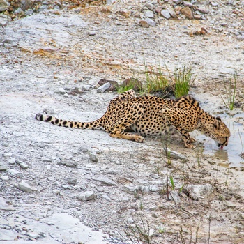 Cheetah i Shamwari Private game Reserve i Sydafrika