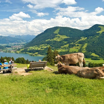 Hikere og køer nyder udsigten til Grosser Alpsee, Sydtyskland