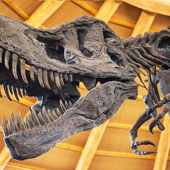 Skelettet af verdens største T rex i Regina - Saskatchewan i Canada