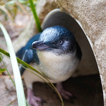 Blue Penguin - verdens mindste pinvin - Tasmanien