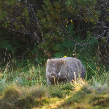 Vombat på Tasmanien