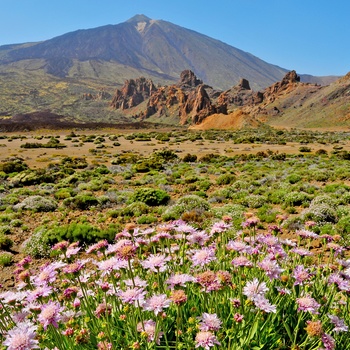 Vulkanen og blomster i Teide National Park på Tenerife