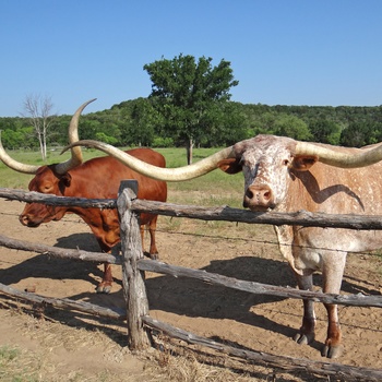 Graham Wildcatter Ranch i Texas - USA