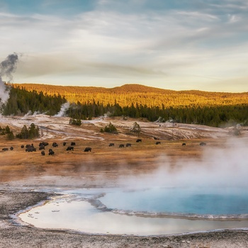 The Upper Geyser Basin i Yellowstone National Park - USA