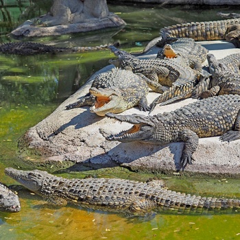 Krokodilleparken i Torremolinos - det sydlige Spanien