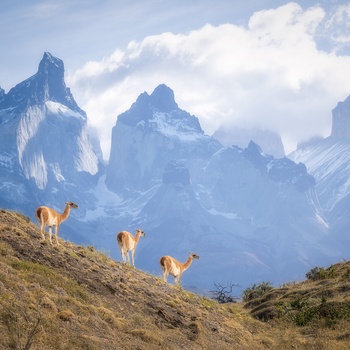 Guanakoer i Torres del Paine National Park i Chile, Patagonien