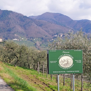 Skilt mod vingården, Fattoria Colle Verde i Toscana