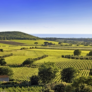 Vinmarker på øen Elba, Toscana i Italien