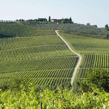 Vingarde I Toscana Fdm Travel
