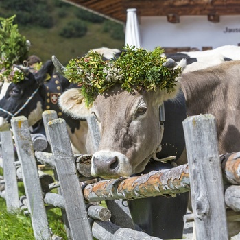 Køer pyntet traditionelt i de østriske alper