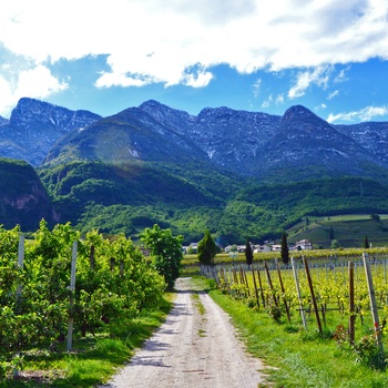 Vinmarker på Südtiroler Weinstrasse i Trentino