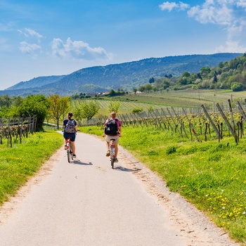Cykelister på den tyske vinrute - Pfalz regionen - sydvestligeTyskland
