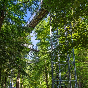 Baumwipfelpfad Harz, treetop walk, gangbro i træerne i Harzen, Midttyskland