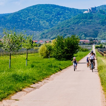 Familie på cykeltur gennem vinmarker i Midttyskland