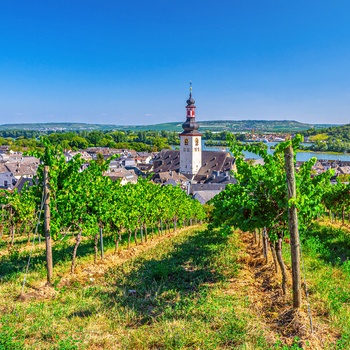 Vinmarker og byen Rudesheim og St. Jakobus kirken ved Rhinen, Tyskland