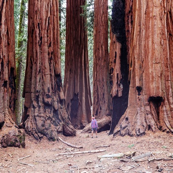 Sequoia National Park, Californien i USA