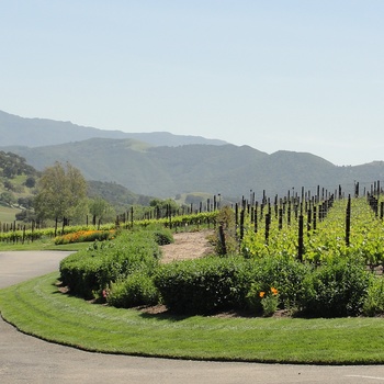 USA Californien Rusack Winery