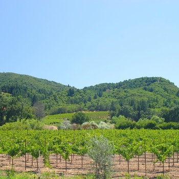 USA Californien Sonoma Russian River Valley