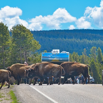 Cruise America Motorhome, Bisoner i Yellowstone i USA