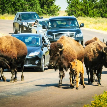 USA South Dakota Custer State Park