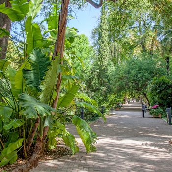 Den botaniske have i Valencia, Spanien