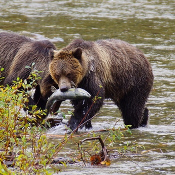 Grizzlybjørne fanger laks - Vancouver Island