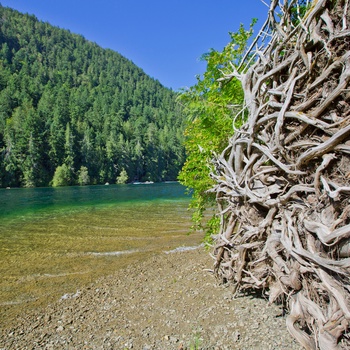 MacMillan Provincial Park 7 Cathedral Grove og Cameron Lake på Vancouver Island