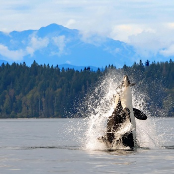 Hvalsafari ved Vancouver Island - Canada