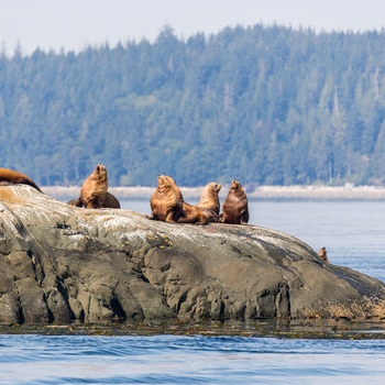 Sæler ved Vancouver Island i Canada