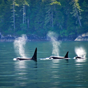Spækhuggere ved Vancouver Island i Canada