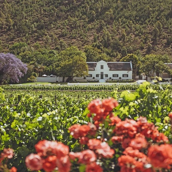 Vingård i Franschhoek Wine Valley i Sydafrika