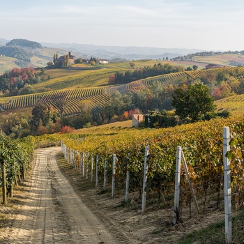 Vinmarker og Castello della Volta i baggrunden i Piemonte, Norditalien