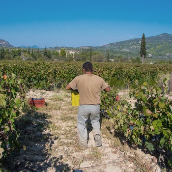 Vinbonde høster druer i vinområdet Nemea på Peloponnes - Grækenland
