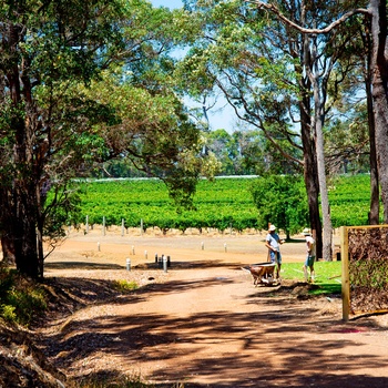 Vinmark i Margaret River vinregion – Western Australia