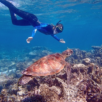 Snorkling ved Ningaloo Reef, skildpadde, Coral Bay - WA