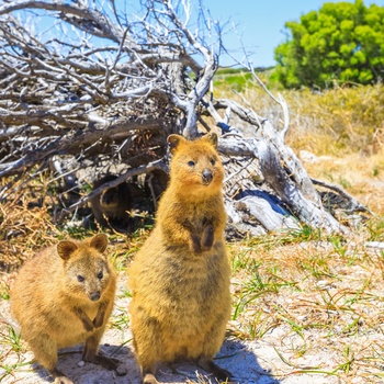 Quokka - små kænguruer på øen Rottnest Island - Western Australia