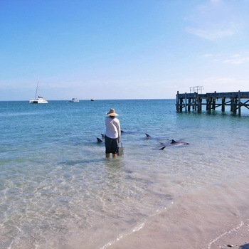 Delfiner i Monkey Mia, Shark Bay i Western Australia