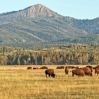 Bison flok i Grand Teton National Park i Wyoming, USA