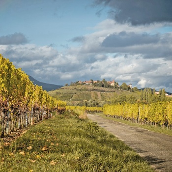Zellenberg og vinmarker i Alsace - Foto Michiel Mulder Unsplash