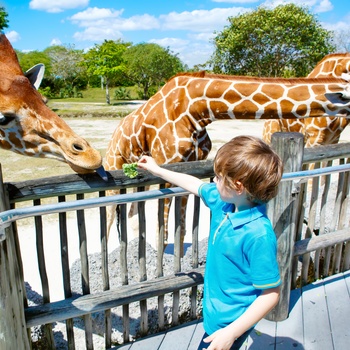 Lille dreng fodrer giraffer i zoologisk have