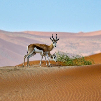 Dyrelivet i Namibias ørkenområder ved Sossusvlei, Sesriem