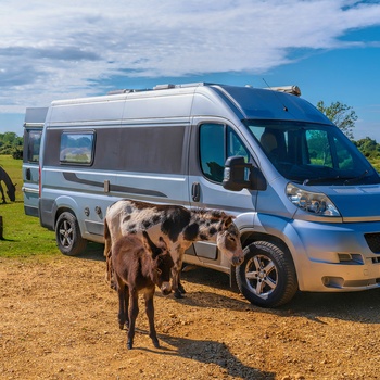 Tag på autocamperferie i Sydengland, fx her i New Forest National Park Hampshire