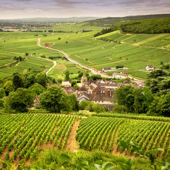Vinmarker omkring en gård i smukke Bourgogne, Frankrig