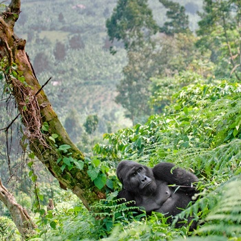 Besøg bjerggorillaerne i Bwindi - Uganda