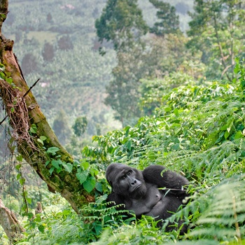 Besøg bjerggorillaerne i Bwindi - Uganda
