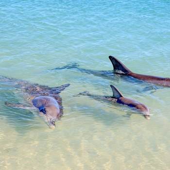 Delfiner i Monkey Mia - Western Australia